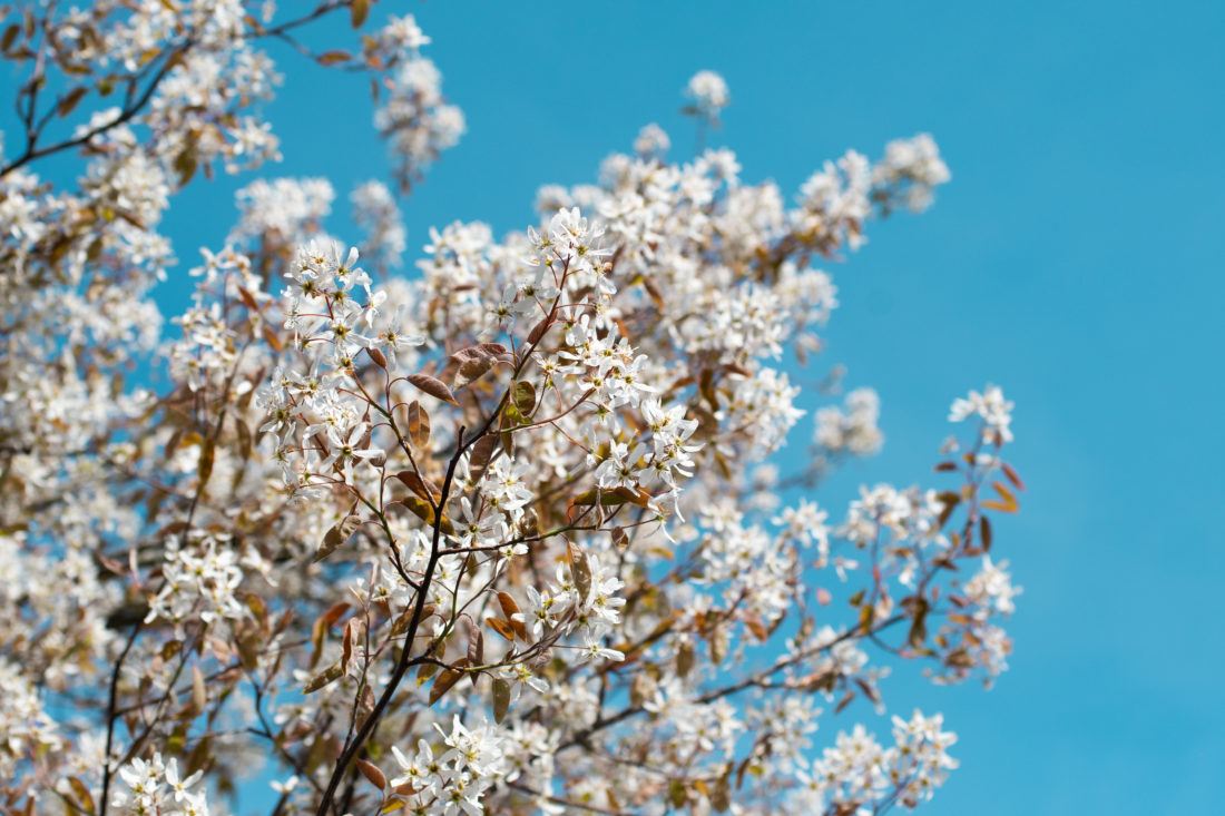 Bloesem natuur fotografie